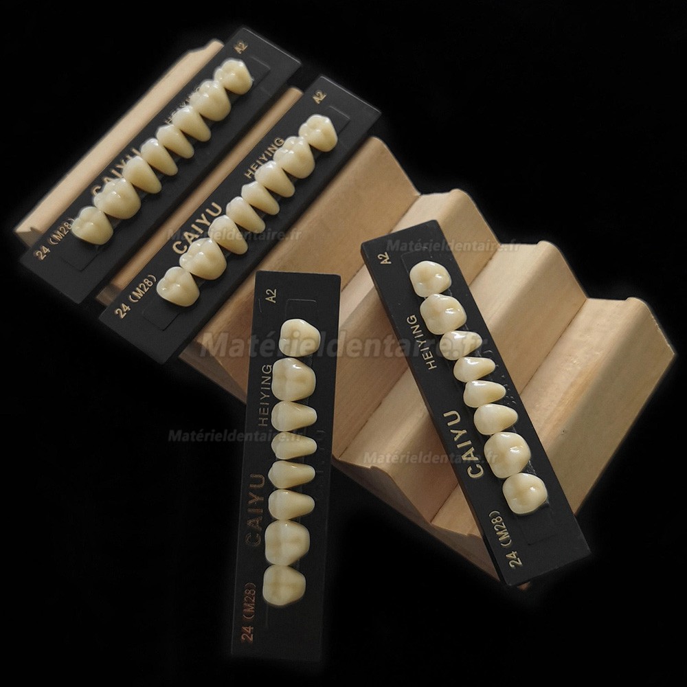 Prothèse dentaire en résine polymère synthétique acrylique Caiyu Heiying (Upper/Lower Back Teeth)